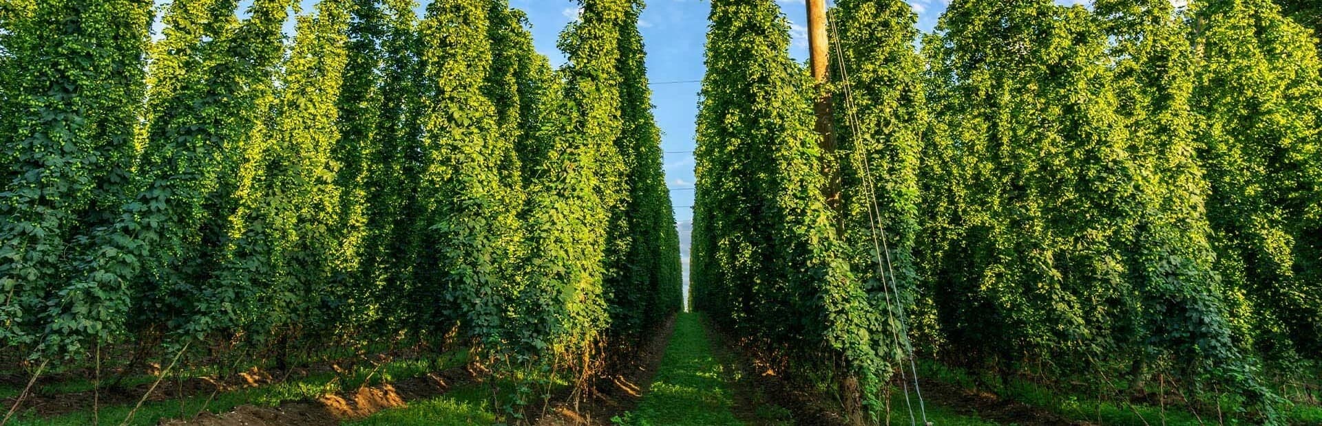 For our growers